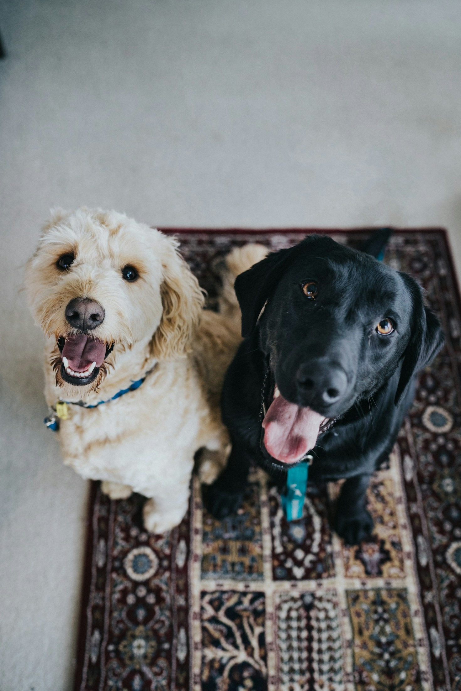 The Top 10 Secrets of Happy Pets