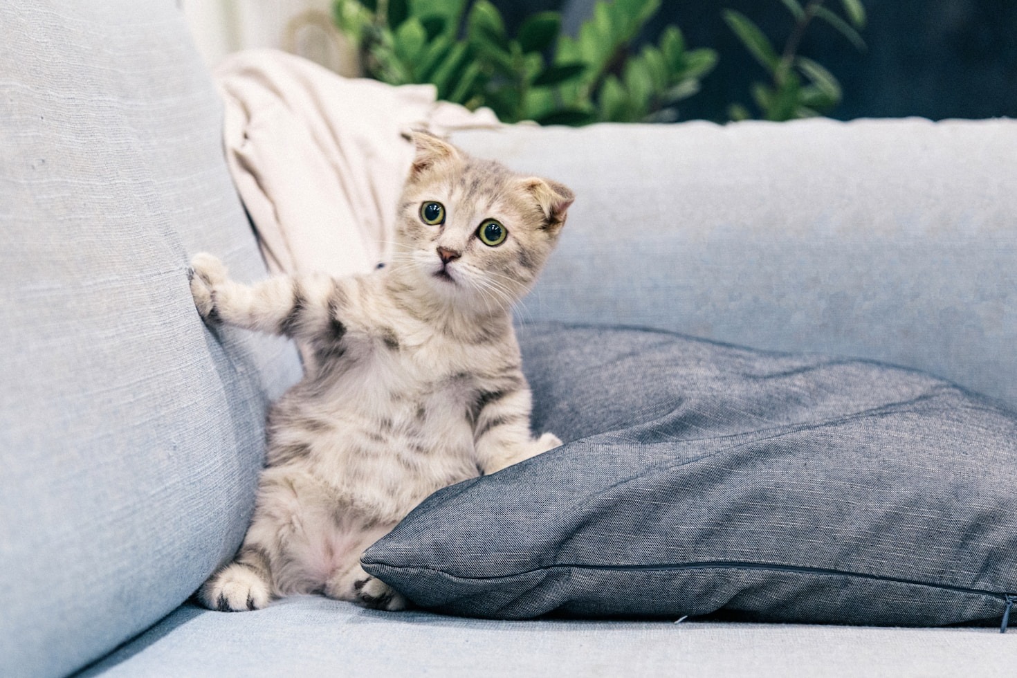 How to Know What Your Pet Really Needs