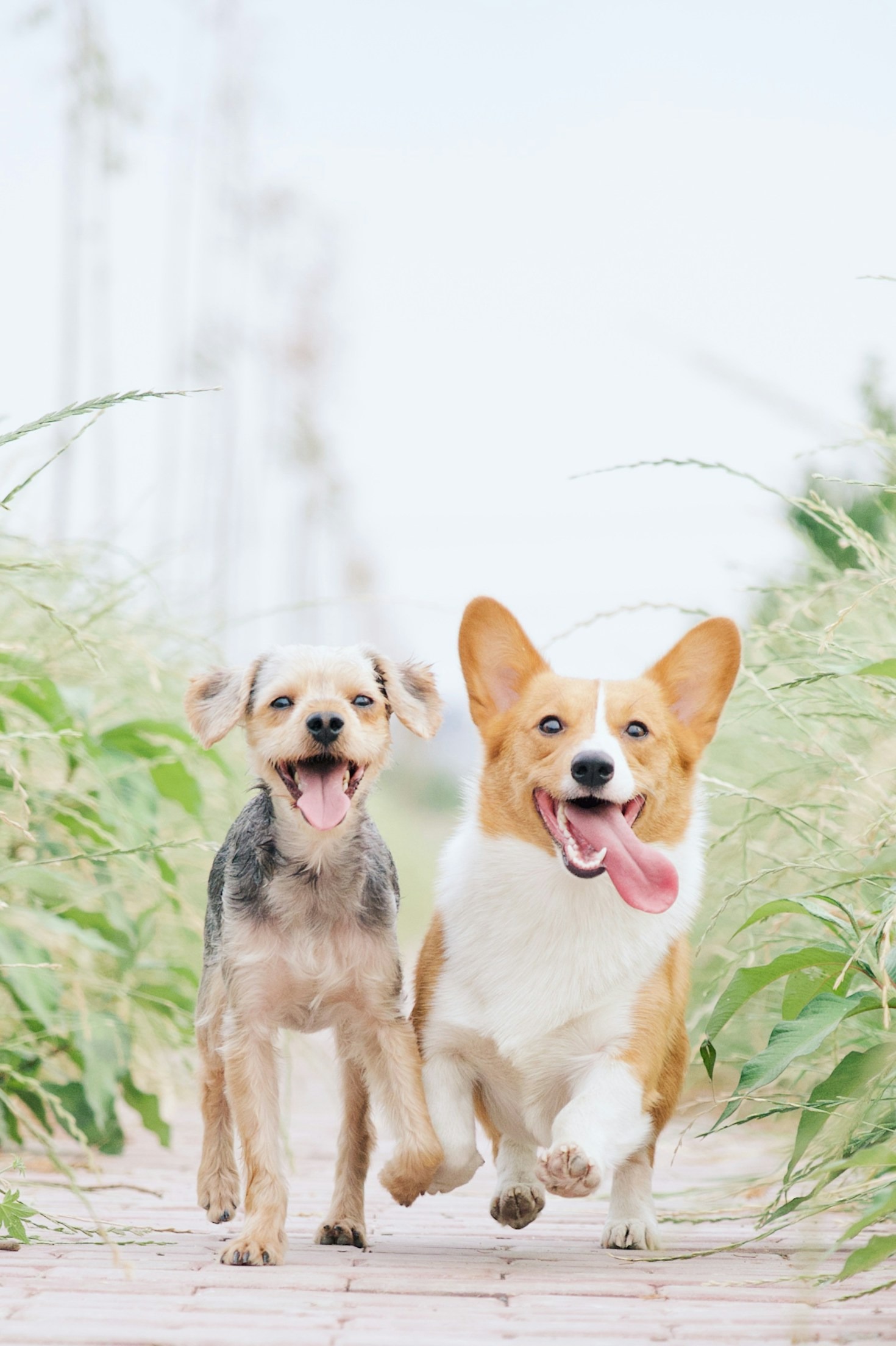 Tips for Building a Stronger Bond with Your Pet