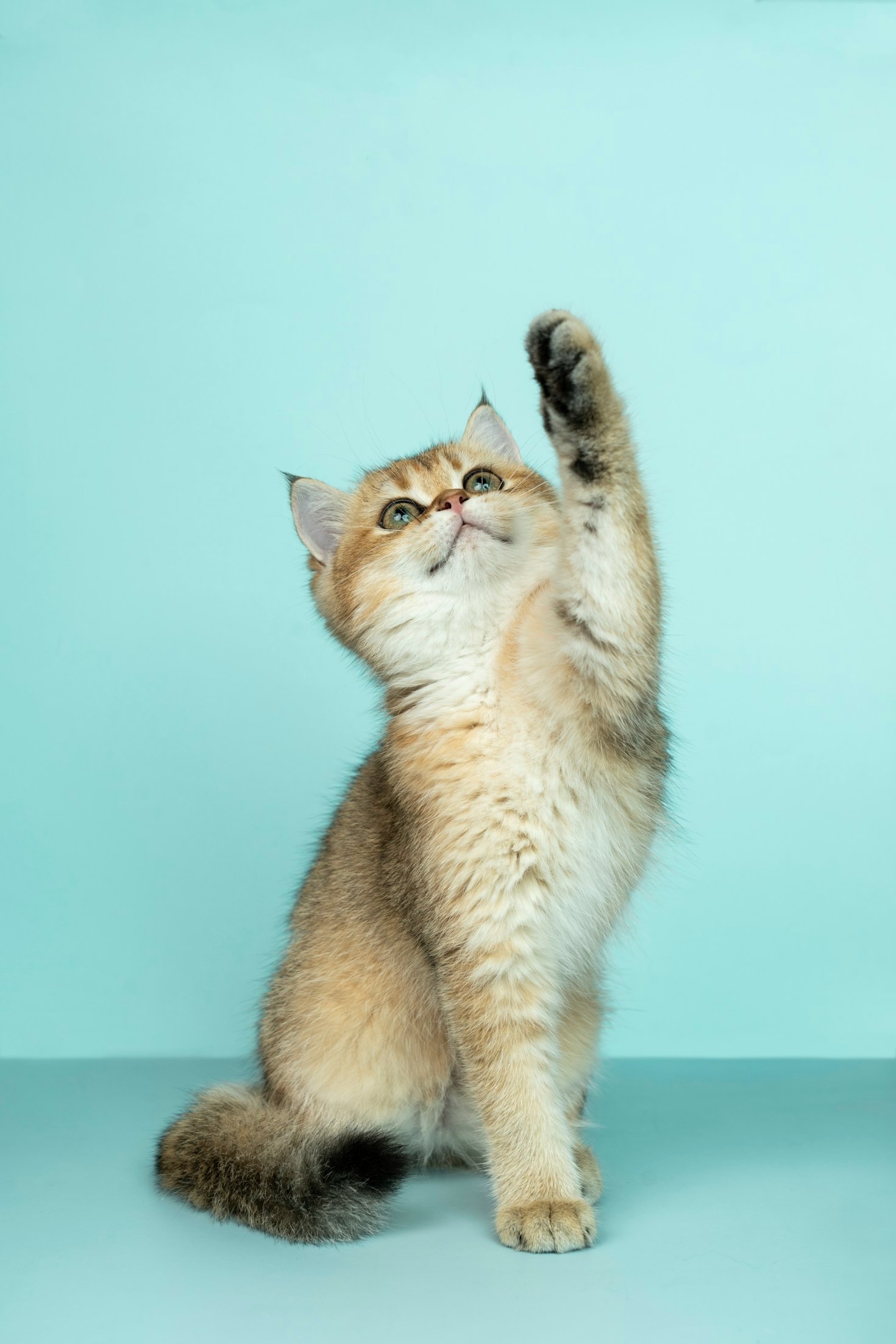 The Science Behind Pet Behavior Explained