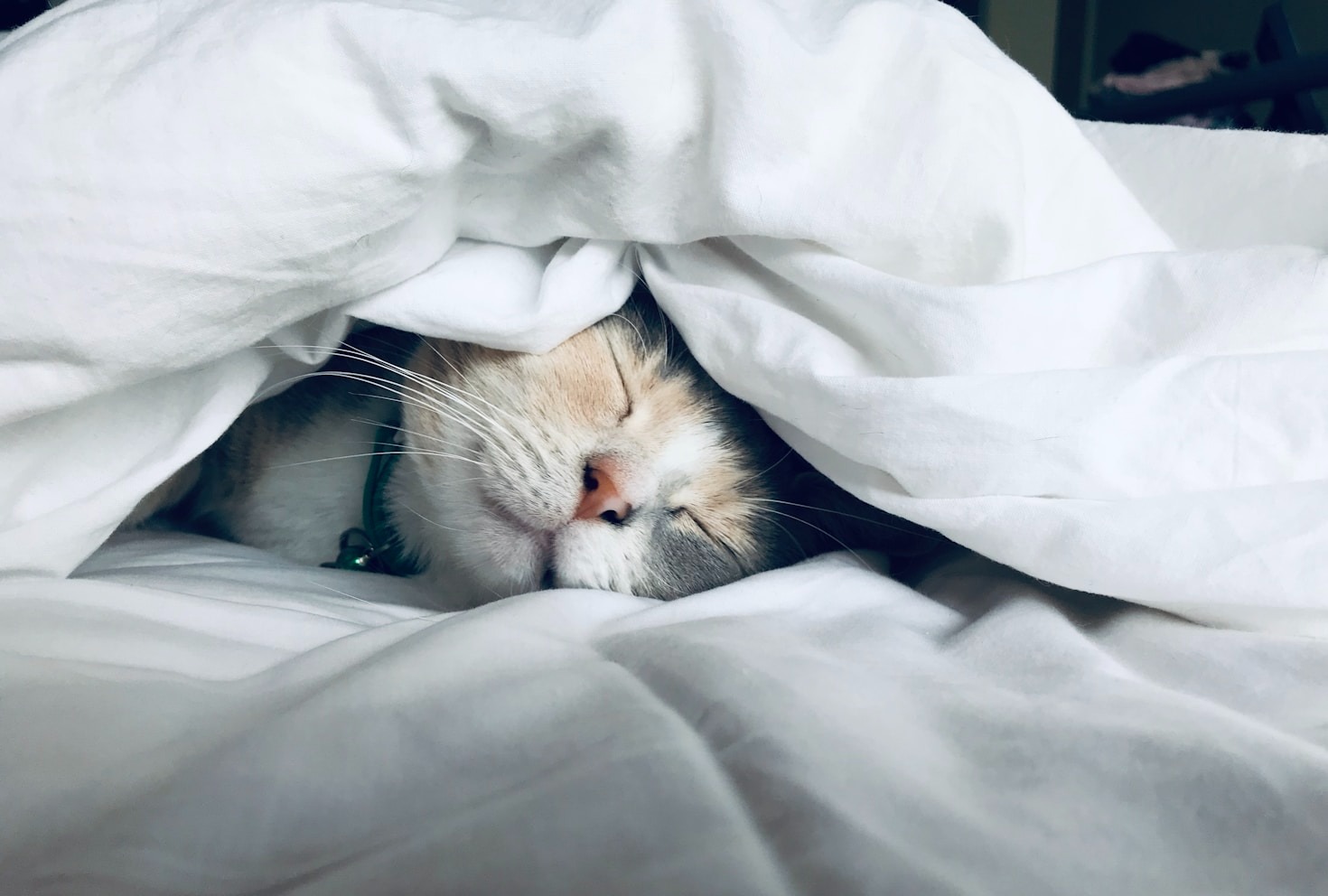 Why Pets Bring Out the Best in Us